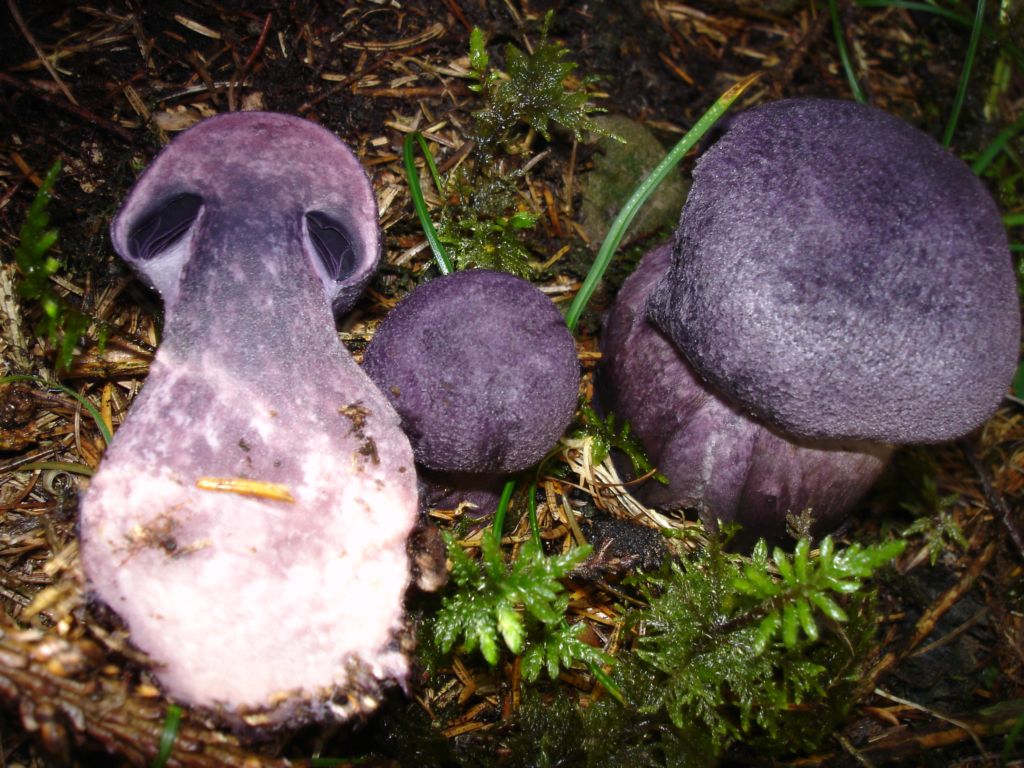 Cortinarius violaceus